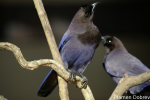 Purplish jay
