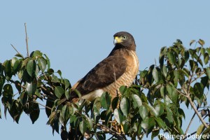 Roadside hawk