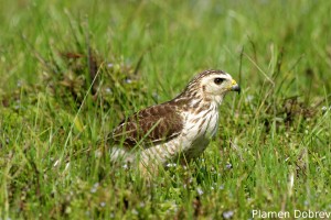 Roadside hawk