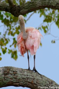 Roseate spoonbill