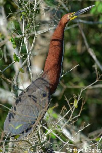 Rufescent tiger heron