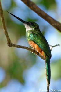 Rufous-tailed jacamar