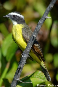 Rusty-margined flycatcher
