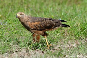 Savanna hawk