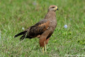 Savanna hawk