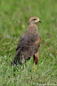 Savanna hawk