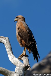 Savanna hawk