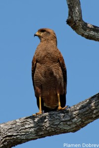 Savanna hawk