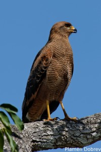 Savanna hawk