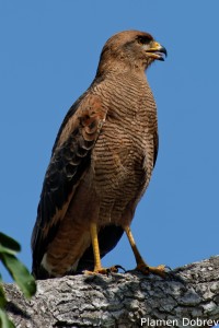 Savanna hawk