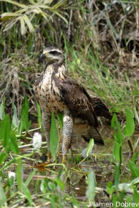 Savanna hawk