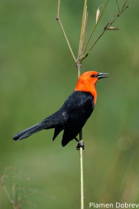 Scarlet-headed blackbird
