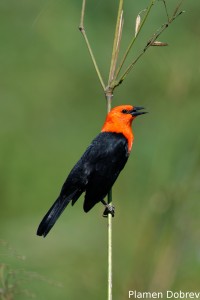 Scarlet-headed blackbird