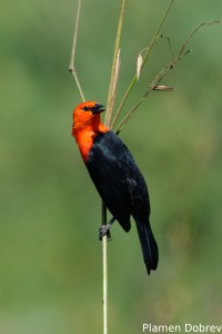Scarlet-headed blackbird