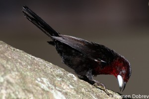 Silver-beaked tanager