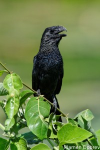 Smoothed-billed ani
