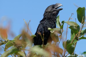 Smoothed-billed ani
