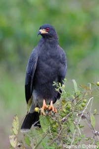 Snail kite