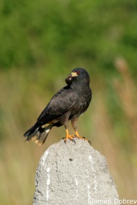 Snail kite