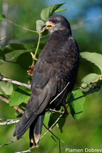 Snail kite