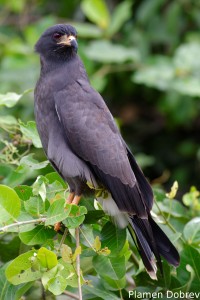 Snail kite