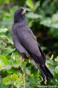 Snail kite