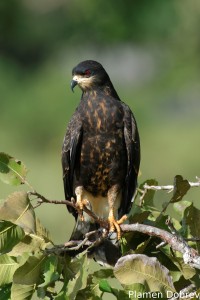 Snail kite