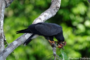 Snail kite