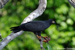 Snail kite