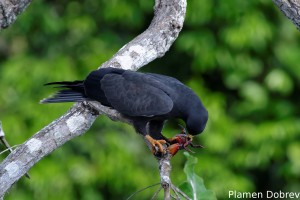 Snail kite
