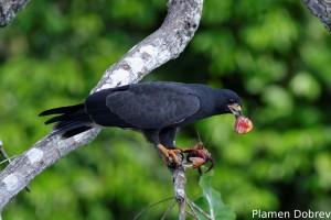 Snail kite