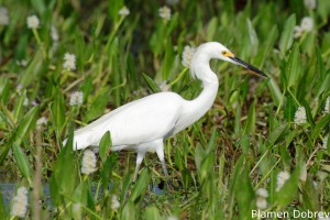Snowy egret