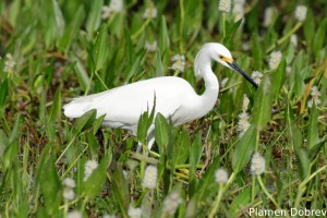 Snowy egret