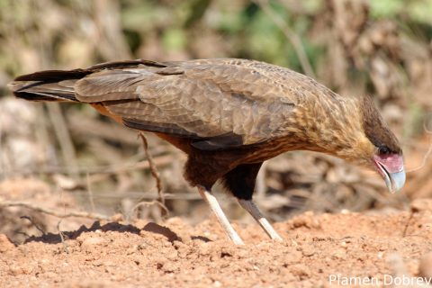 Southern caracara