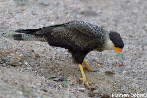 Southern caracara