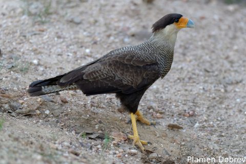 Southern caracara