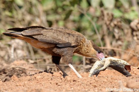 Southern caracara