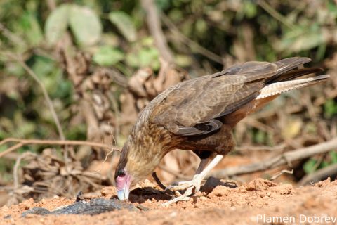 Southern caracara