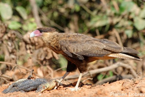 Southern caracara