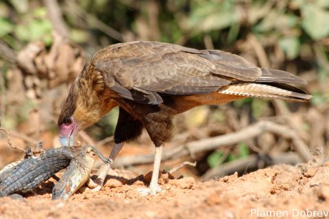 Southern caracara