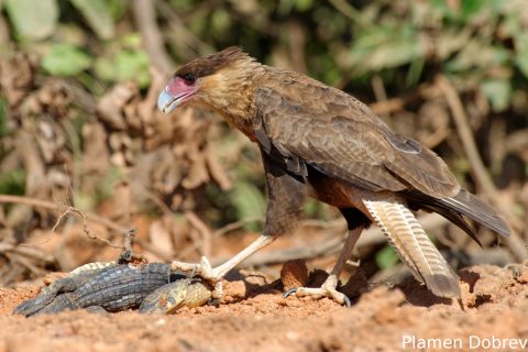 Southern caracara