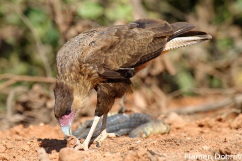 Southern caracara