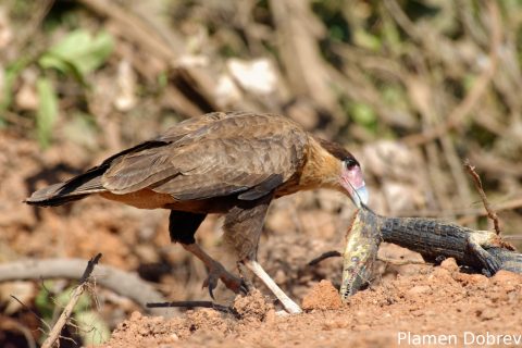 Southern caracara