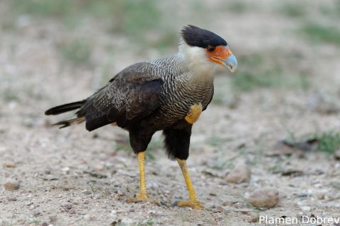 Southern caracara