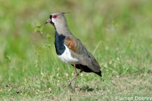 Southern lapwing