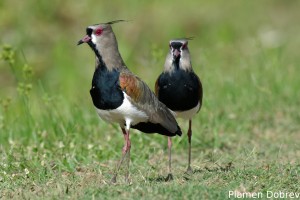 Southern lapwing