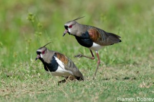 Southern lapwing