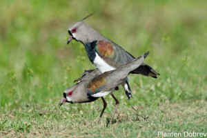 Southern lapwing