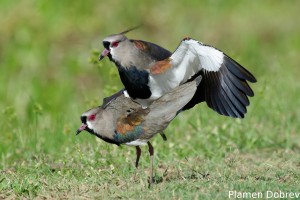 Southern lapwing