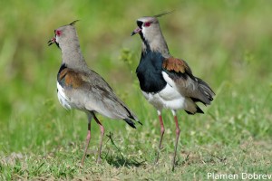 Southern lapwing